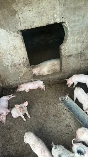 Purcei de vanzare - imagine 5 Purcei de vanzare - imagine 5