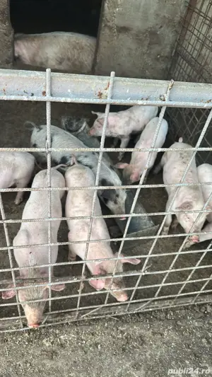Purcei de vanzare - imagine 2 Purcei de vanzare - imagine 2