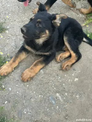 Pui Ciobănesc German Femela - imagine 3