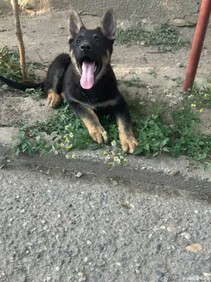 Pui Ciobănesc German Femela - imagine 4