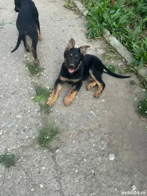 Pui Ciobănesc German Femela