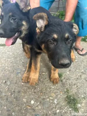 Pui Ciobănesc German Femela - imagine 2