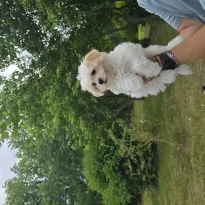 Vând Bichon havanez