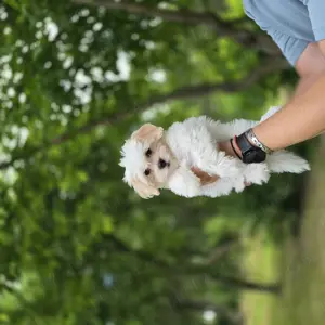 Vând Bichon havanez - imagine 3