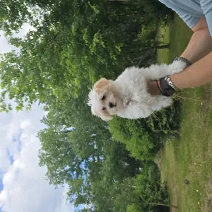 Vând Bichon havanez - imagine 2