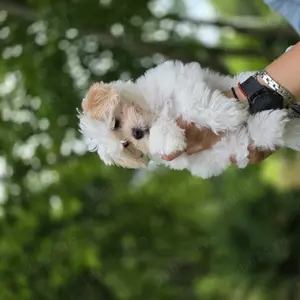 Vând Bichon havanez - imagine 4