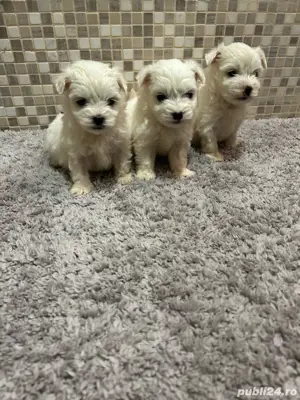 bichon maltez alb maltesse