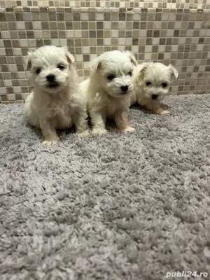 bichon maltez alb maltesse  - imagine 3 bichon maltez alb maltesse  - imagine 3