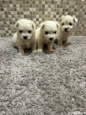 bichon maltez alb maltesse  - imagine 4 bichon maltez alb maltesse  - imagine 4