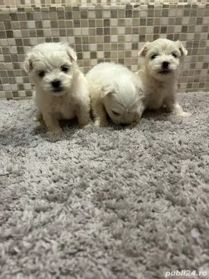 bichon maltez alb maltesse  - imagine 5 bichon maltez alb maltesse  - imagine 5