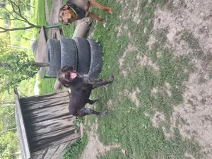 Vând cățelușe brac 