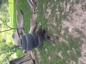 Vând cățelușe brac  - imagine 3