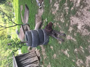 Vând cățelușe brac  - imagine 2