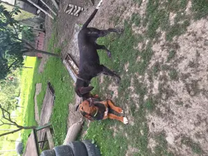 Vând cățelușe brac  - imagine 4