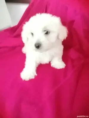 Bichon maltez albi  - imagine 4