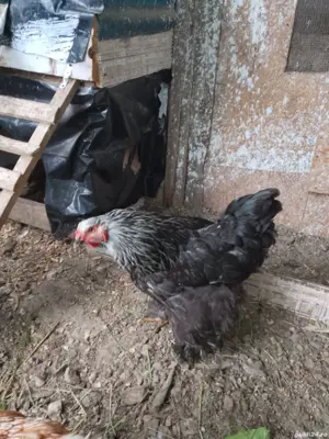 gaini de rasa - imagine 2