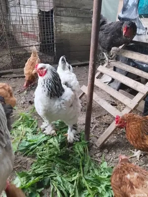 gaini de rasa - imagine 5