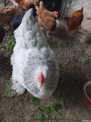 gaini de rasa - imagine 4