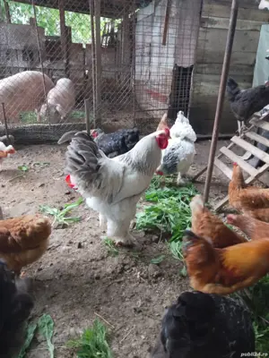 gaini de rasa - imagine 3