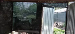 padoc caine sau magazie - imagine 2