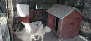 padoc caine sau magazie - imagine 3