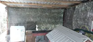 padoc caine sau magazie