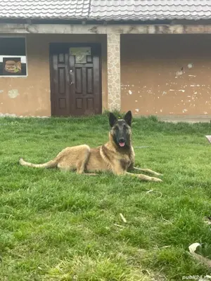 Mascul Malinois lup belgian 