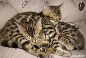 Bengal kat  - imagine 4