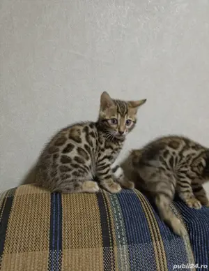 Bengal kat  - imagine 10