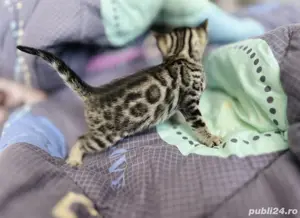 Bengal kat  - imagine 5