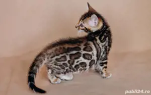 Bengal rasa pura  - imagine 2