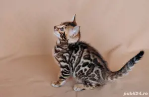 Bengal rasa pura  - imagine 4