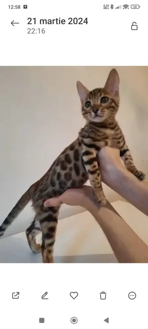 Bengal kat  - imagine 6