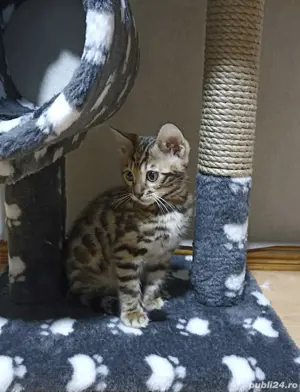 Bengal kat  - imagine 9