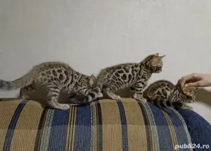 Bengal kat  - imagine 2