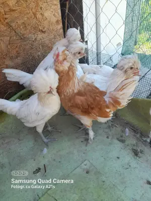 Vand Paduane - imagine 2 Vand Paduane - imagine 2