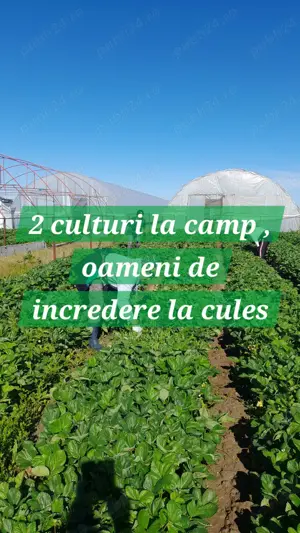 Vand teren agricol cu sere Calinesti, ARGES - imagine 4