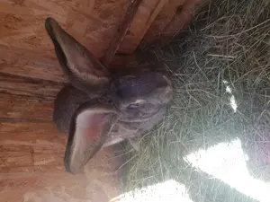 Se vinde iepuri Urias german - imagine 2