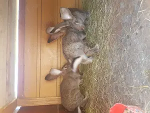 Se vinde iepuri Urias german - imagine 4