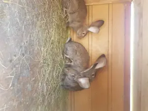 Se vinde iepuri Urias german - imagine 3