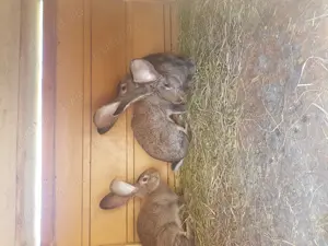 Se vinde iepuri Urias german - imagine 5