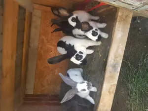 Vand iepuri Fluture german - imagine 3