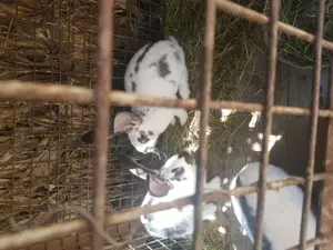 Vand iepuri Fluture german - imagine 2