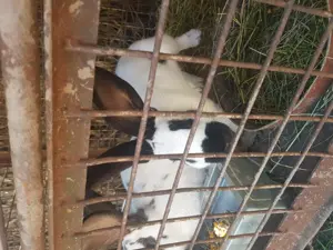 Vand iepuri Fluture german - imagine 4