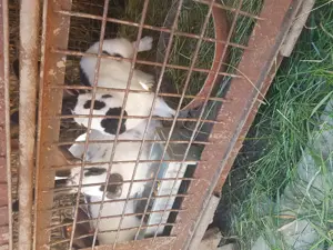 Vand iepuri Fluture german - imagine 5