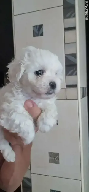 Fetita bichon maltese rasa pura