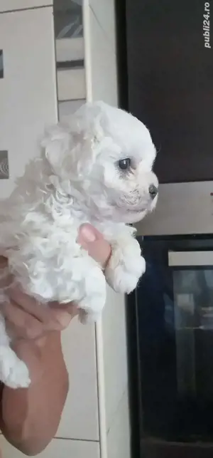 Fetita bichon maltese rasa pura - imagine 2 Fetita bichon maltese rasa pura - imagine 2