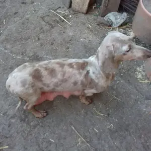 Vand catelusi rasa pura soricar