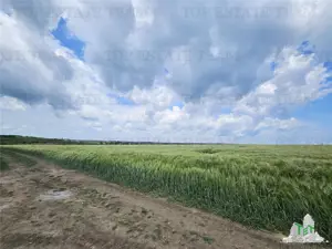 TEREN INTRAVILAN 50000 MP AGIGEA ZONA RO RO - imagine 7