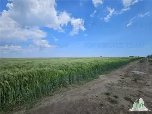 TEREN INTRAVILAN 50000 MP AGIGEA ZONA RO RO - imagine 6